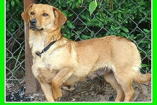 9kg,suczka JAMNIORKA,w typie jamnika,szuka kochają