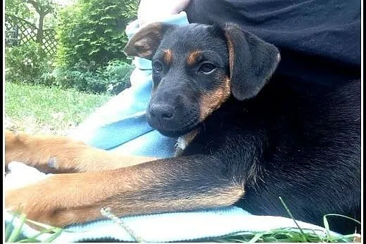 Urocza ok. 3,5 mies. Nuka czeka na swojego człowie