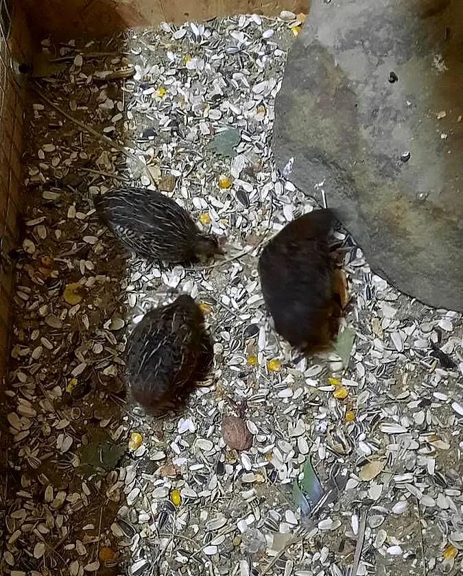 Sprzedam przepiorki chinskie, Małopolskie, Wieliczka