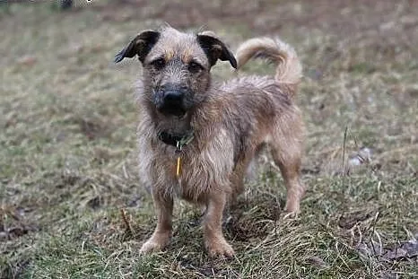 Barney.Chcesz zostac moim Fredem? , kujawsko-pomorskie Bydgoszcz