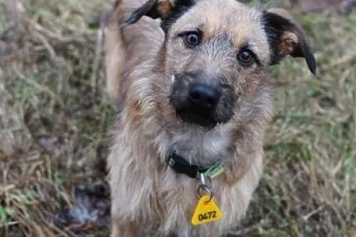 Barney.Chcesz zostac moim Fredem?  ,  kujawsko-pom