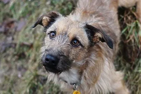 Barney.Chcesz zostac moim Fredem?  ,  kujawsko-pom