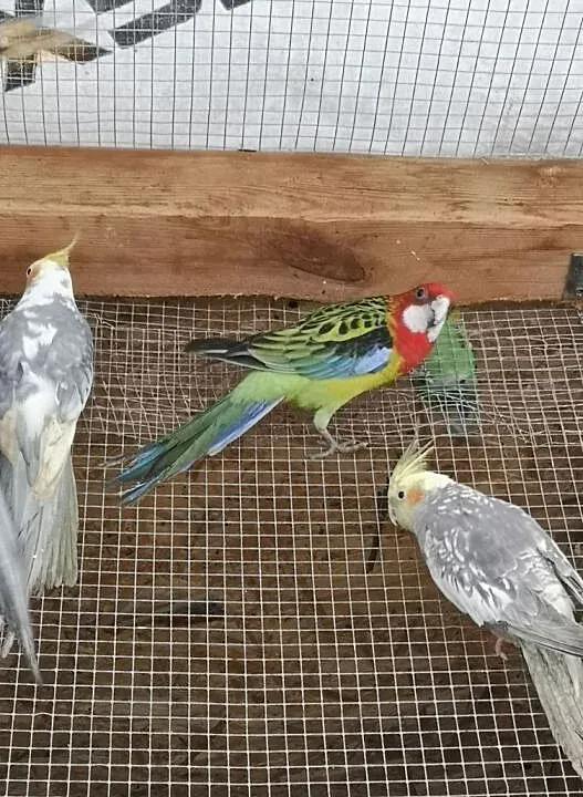 Rozelle bialolice 2018, , Wilczyce