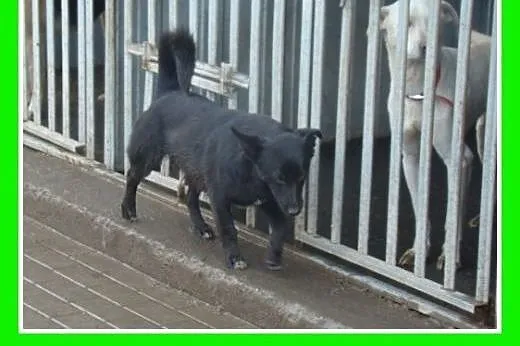 11kg,mały piesek stróżujący,FAGO oddany opiekunom.
