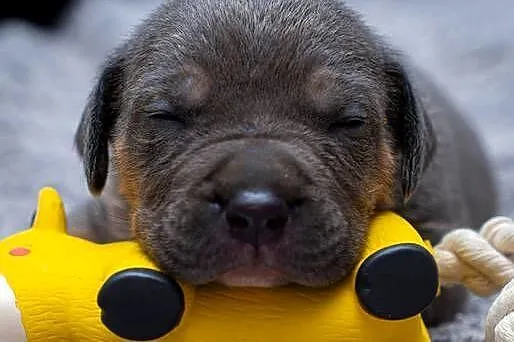 American Bully XL