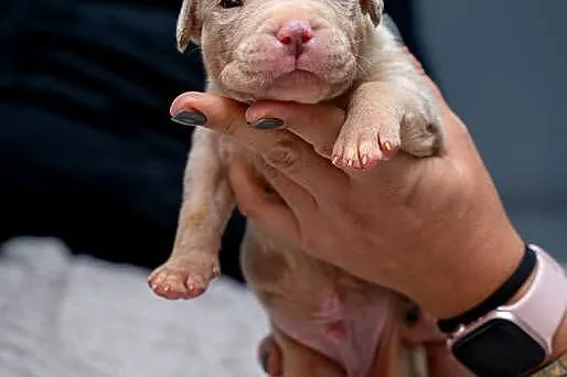 American Bully XL, Małopolskie, Tarnów