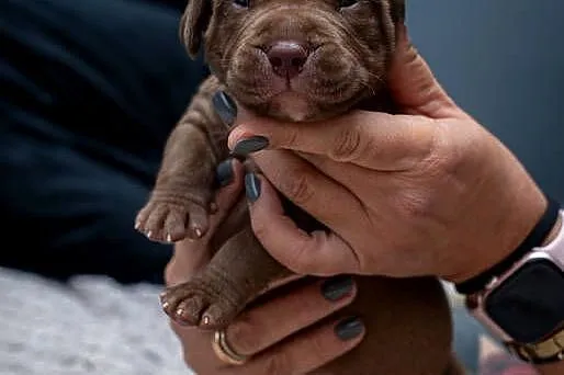 American Bully XL, Małopolskie, Tarnów