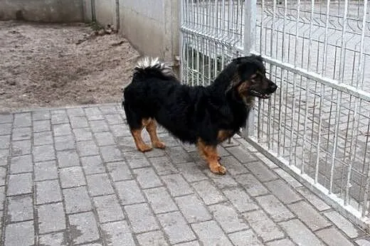 Toberek szuka domu!,  dolnośląskie Głogów