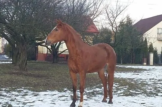 Klacz SP