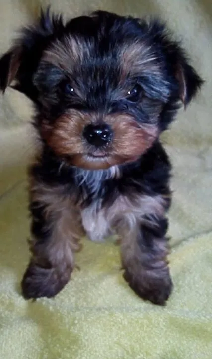 York szczeniaki piesek suczka Yorkshire Terrier +