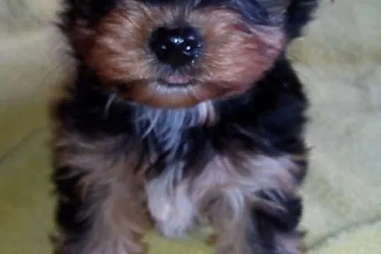 York szczeniaki piesek suczka Yorkshire Terrier + 