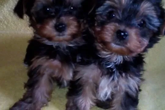 York szczeniaki piesek suczka Yorkshire Terrier + 