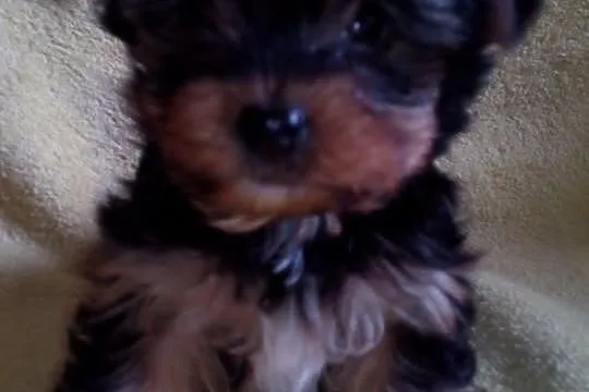 York szczeniaki piesek suczka Yorkshire Terrier + 