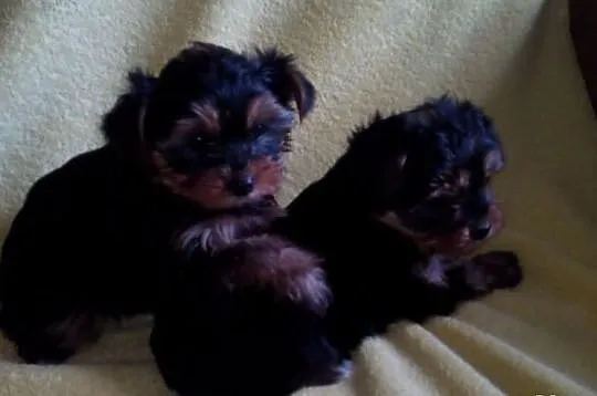 York szczeniaki piesek suczka Yorkshire Terrier + 