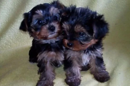 York szczeniaki piesek suczka Yorkshire Terrier + 