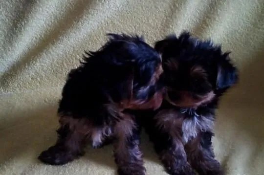 York szczeniaki piesek suczka Yorkshire Terrier + 
