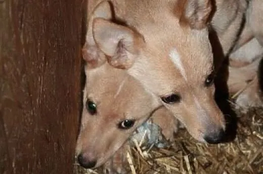 Coda cudna sunia czeka na kochający dom!,  wielkop