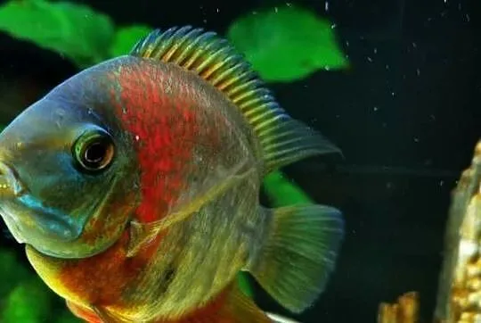 Pielęgnica Severum
