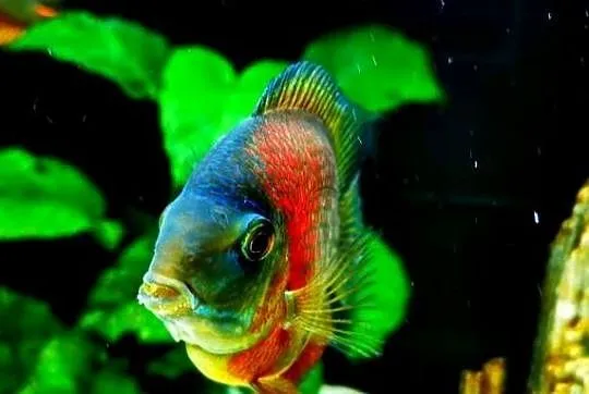Pielęgnica Severum, Łódzkie, Pabianice