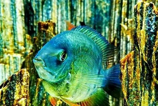 Pielęgnica Severum, Łódzkie, Pabianice