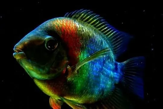 Pielęgnica Severum, Łódzkie, Pabianice