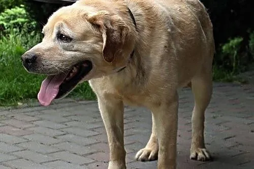 Biszkopt - śliczny labrador czeka na dom