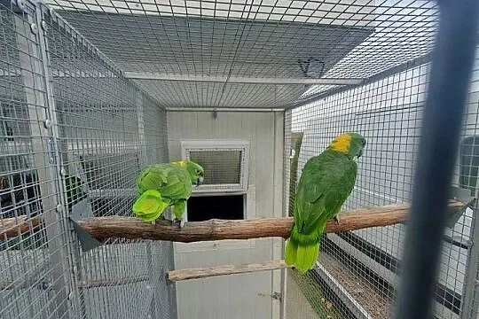 Amazonki zółtokarkie,Piony niebieskogłowe