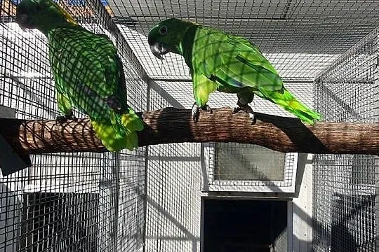 Amazonki zółtokarkie,Piony niebieskogłowe, Małopolskie, Dobczyce