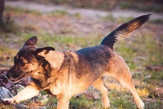 Wesoła, kontaktowa Luna szuka kochającego domu!, Mazowieckie, Warszawa