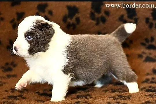 psy szczeniaki Border Collie ZKwP FCI, Wielkopolskie, Poznań