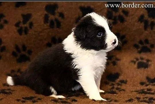 psy szczeniaki Border Collie ZKwP FCI, Wielkopolskie, Poznań