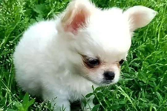 Piesek chihuahua długowłosy