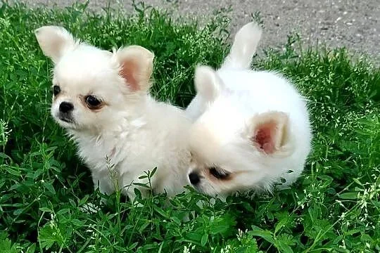 Piesek chihuahua długowłosy, Wielkopolskie, Konin