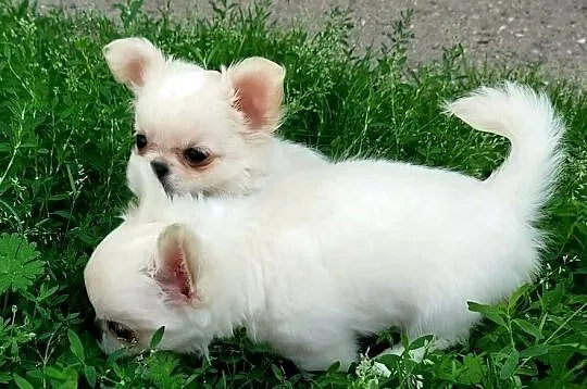 Piesek chihuahua długowłosy, Wielkopolskie, Konin