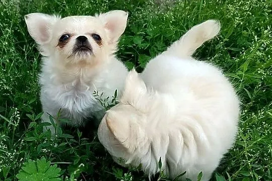 Piesek chihuahua długowłosy, Wielkopolskie, Konin