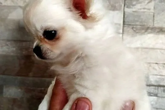Piesek chihuahua długowłosy, Wielkopolskie, Konin