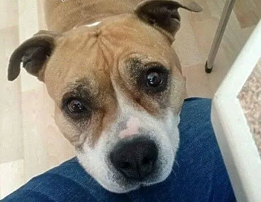 ZOE w typie amstaffa do adopcji , wielkopolskie