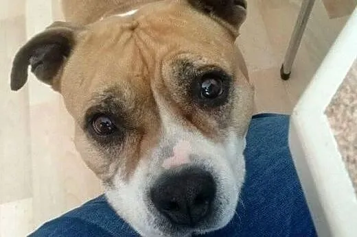 ZOE w typie amstaffa do adopcji  ,  wielkopolskie 