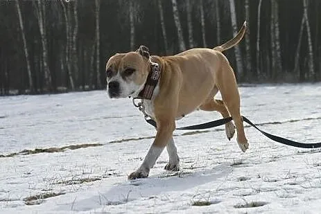 ZOE w typie amstaffa do adopcji  ,  wielkopolskie 