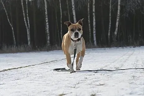 ZOE w typie amstaffa do adopcji  ,  wielkopolskie 