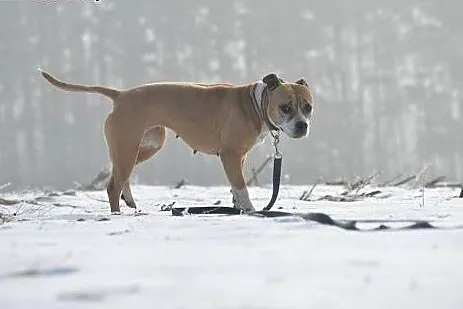 ZOE w typie amstaffa do adopcji  ,  wielkopolskie 
