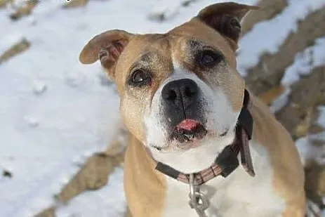 ZOE w typie amstaffa do adopcji  ,  wielkopolskie 