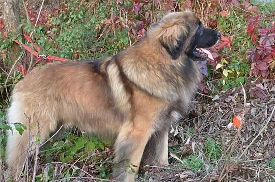 LEONBERGER - Utytułowany reproduktor!