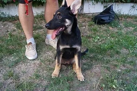 4 miesięczna sunia Muffinka - sama słodycz do poko