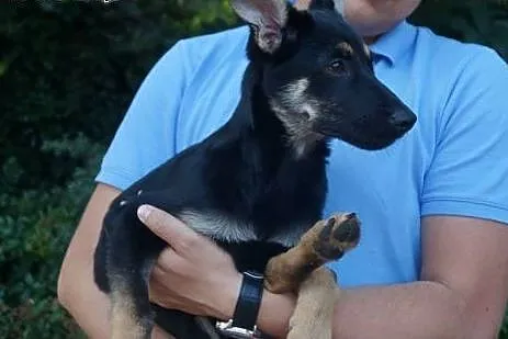 4 miesięczna sunia Muffinka - sama słodycz do poko