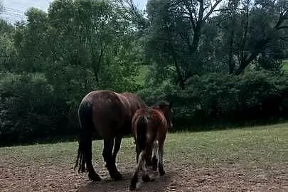 Sprzedam klacz zimnokwista zrebna że zrubko, Mazowieckie, Gąbin