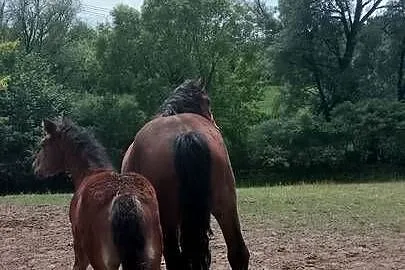 Sprzedam klacz zimnokwista zrebna że zrubko, Mazowieckie, Gąbin