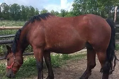 Sprzedam klacz zimnokwista zrebna że zrubko, Mazowieckie, Gąbin