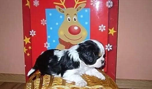 Urocze Cavaliery Cavalier