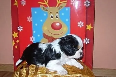 Urocze Cavaliery Cavalier